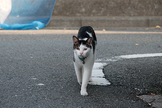 太田区のねこ