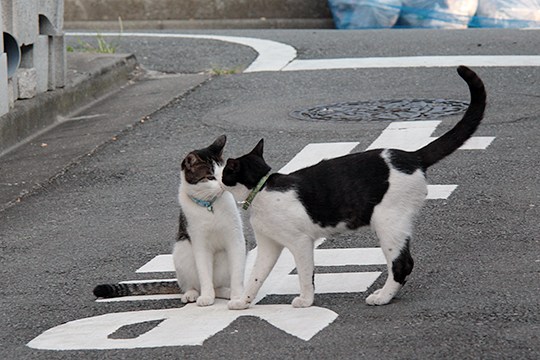 太田区のねこ