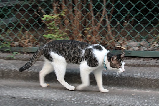 太田区のねこ