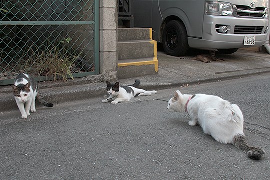 太田区のねこ