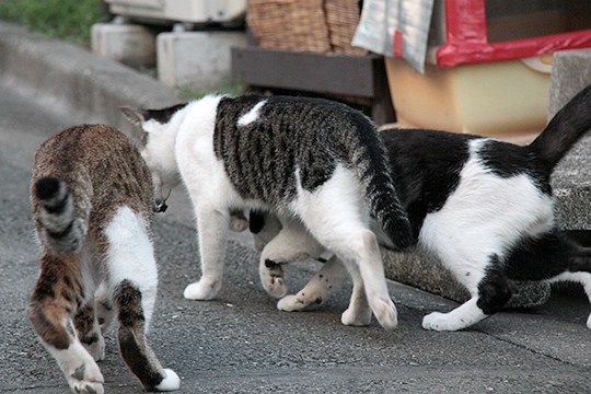 太田区のねこ