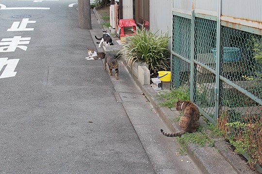 太田区のねこ