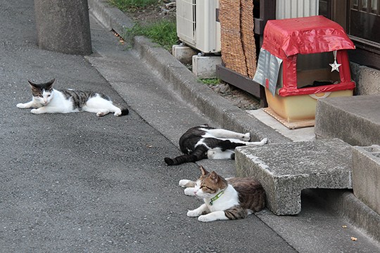 太田区のねこ