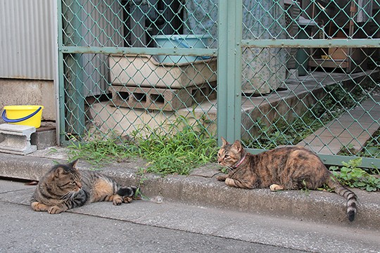 太田区のねこ