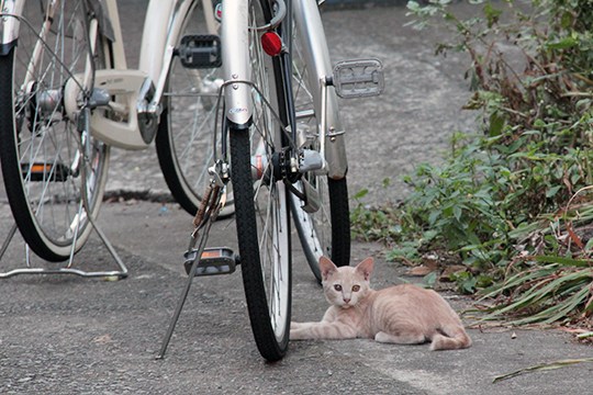 太田区のねこ