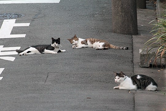 太田区のねこ