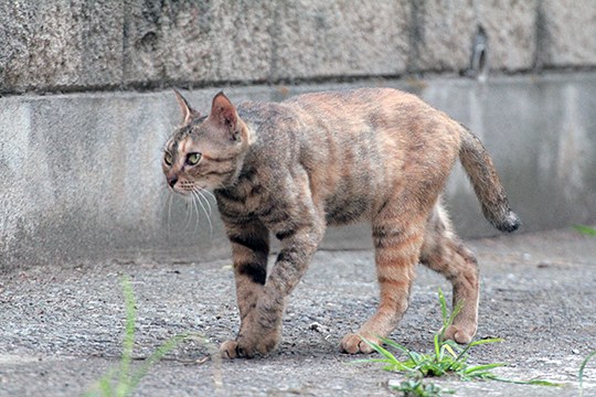 太田区のねこ