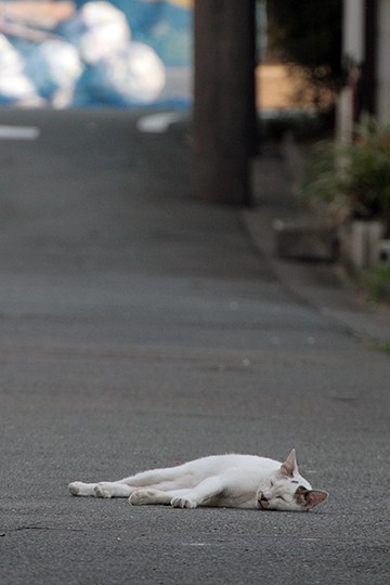 太田区のねこ