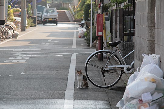 太田区のねこ