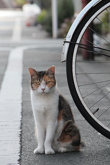 太田区のねこ