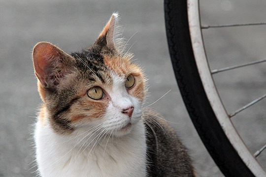 太田区のねこ