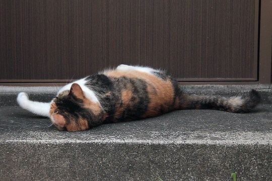太田区のねこ