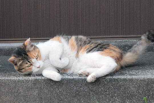 太田区のねこ