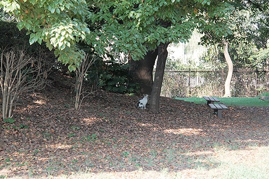 太田区のねこ