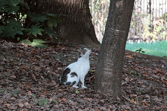太田区のねこ
