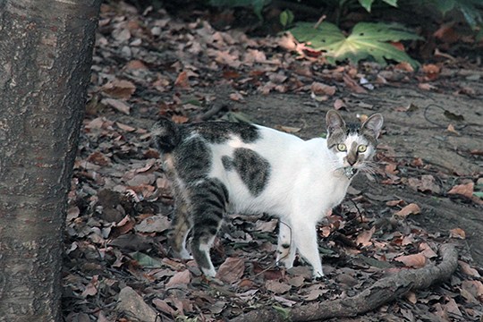 太田区のねこ