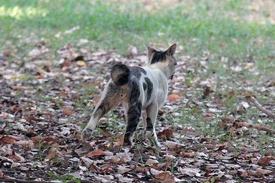 太田区のねこ