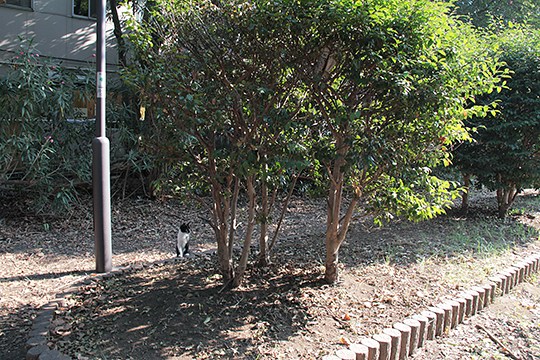 太田区のねこ