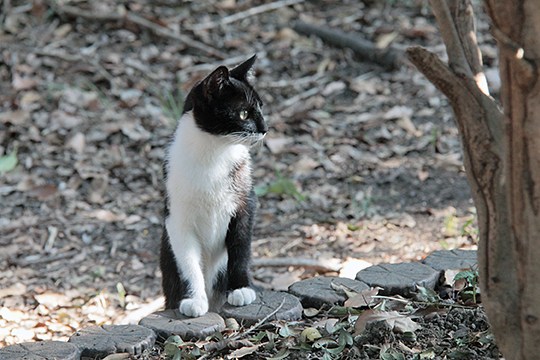 太田区のねこ