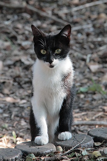太田区のねこ