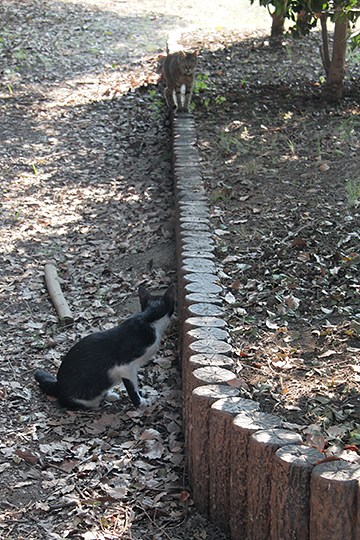太田区のねこ