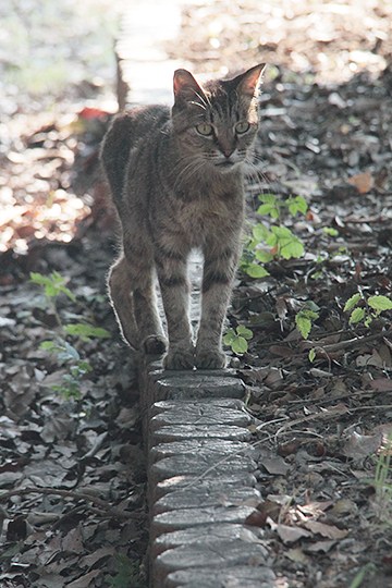 太田区のねこ