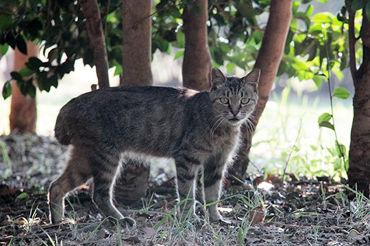 太田区のねこ