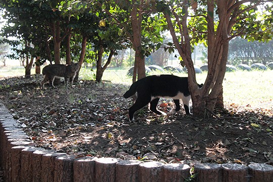 太田区のねこ