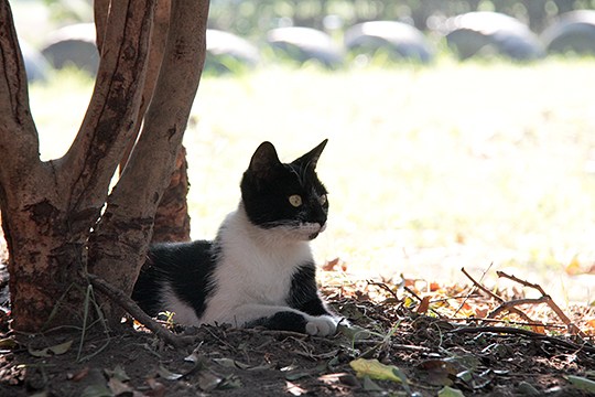 太田区のねこ
