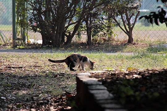 太田区のねこ