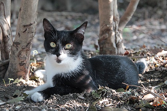 太田区のねこ