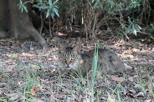 太田区のねこ