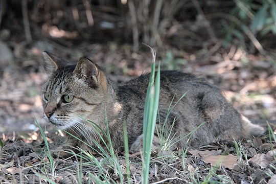 太田区のねこ