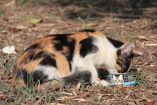 太田区のねこ