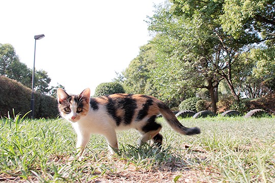 太田区のねこ
