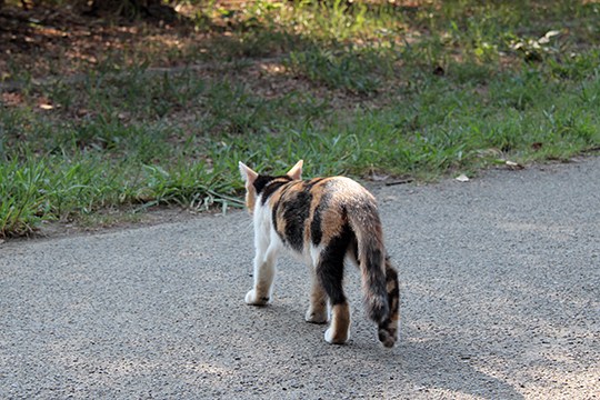 太田区のねこ