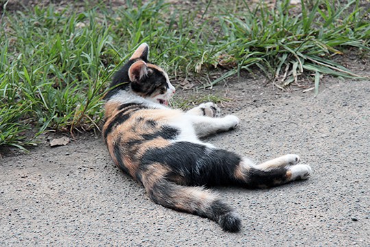 太田区のねこ