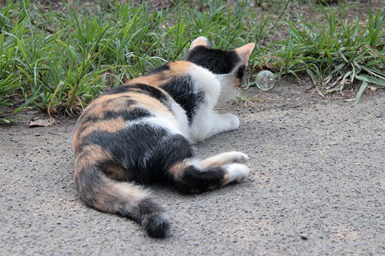 太田区のねこ