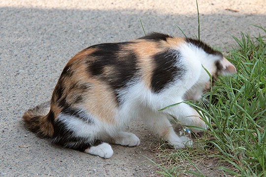 太田区のねこ
