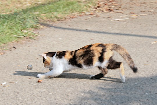 太田区のねこ