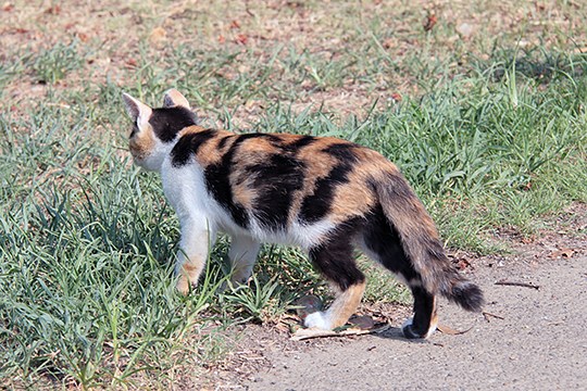 太田区のねこ