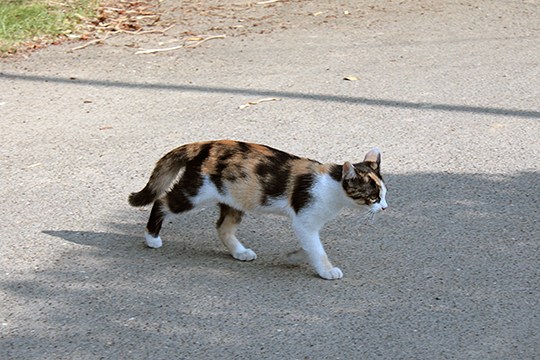 太田区のねこ