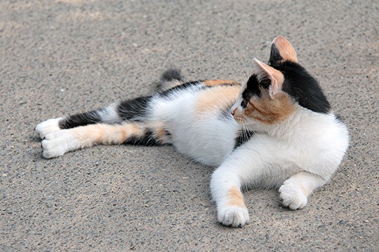 太田区のねこ
