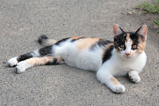 太田区のねこ