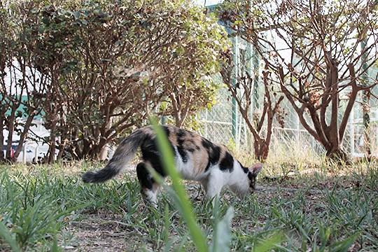 太田区のねこ