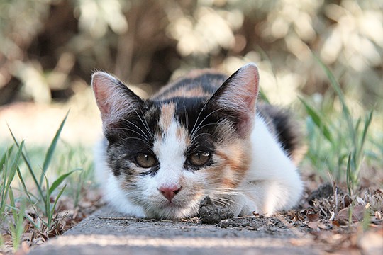 太田区のねこ