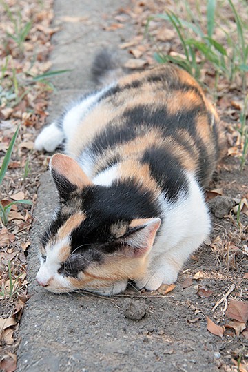太田区のねこ