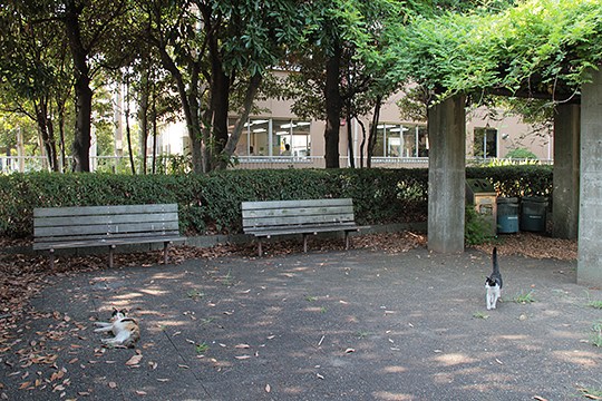太田区のねこ