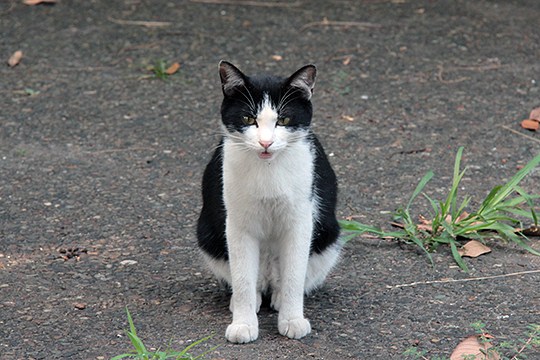 太田区のねこ