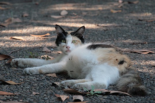 太田区のねこ